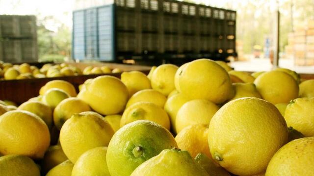 Requerido. Los envíos de limones mejorarán la competitividad de esta producción del NOA (Prensa Agroindustria).
