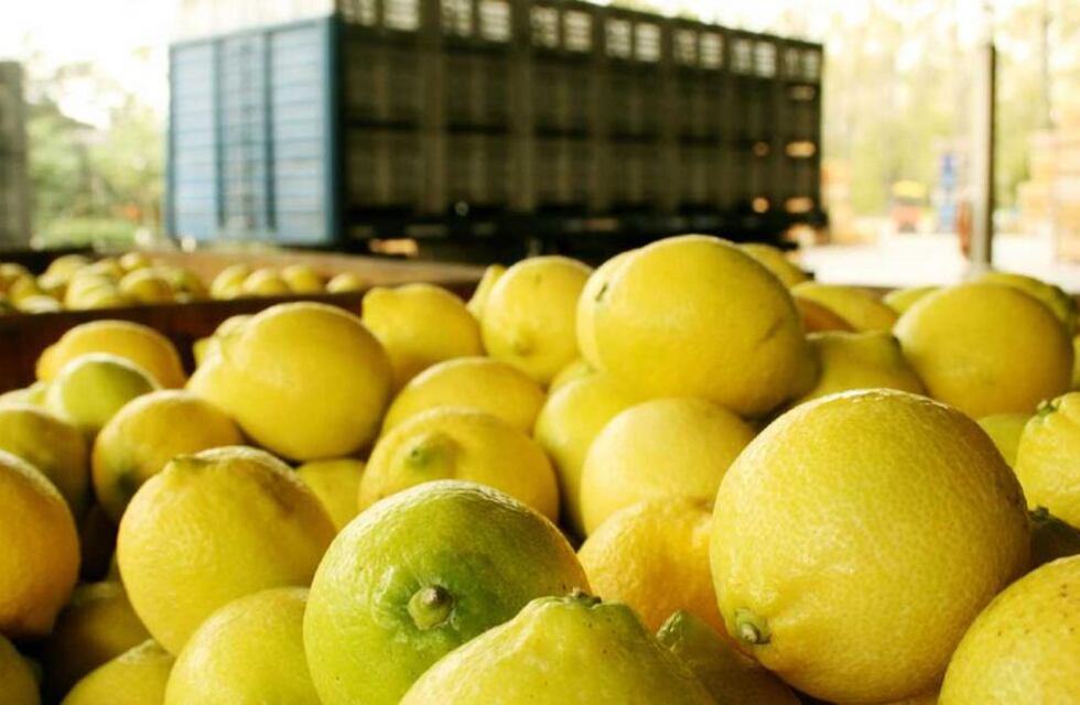 El limón, una producción estratégica argentina