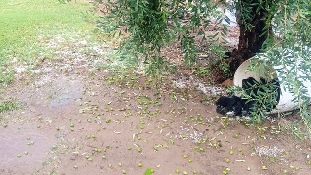 De acuerdo a la joven, iba a ser un buen año para la aceituna. Pero ahora ella y su familia se lamenta, todo el trabajo se encuentra en el piso.