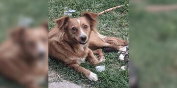 Aún no aparece la perrita sanjuanina que se perdió en una mudanza y sus dueños ofrecen recompensa