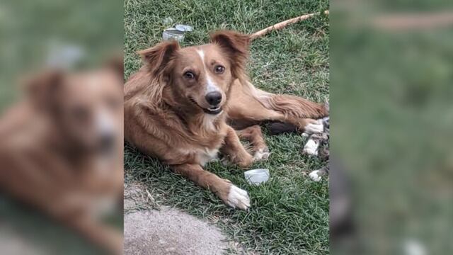 Aún no aparece la perrita sanjuanina que se perdió en una mudanza y sus dueños ofrecen recompensa