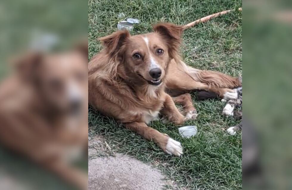 Aún no aparece la perrita sanjuanina que se perdió en una mudanza y sus dueños ofrecen recompensa
