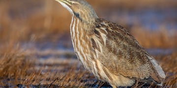 El Botaurus lentiginosus apareció en la calle Irigoyen de la capital correntina (Imagen ilustrativa).