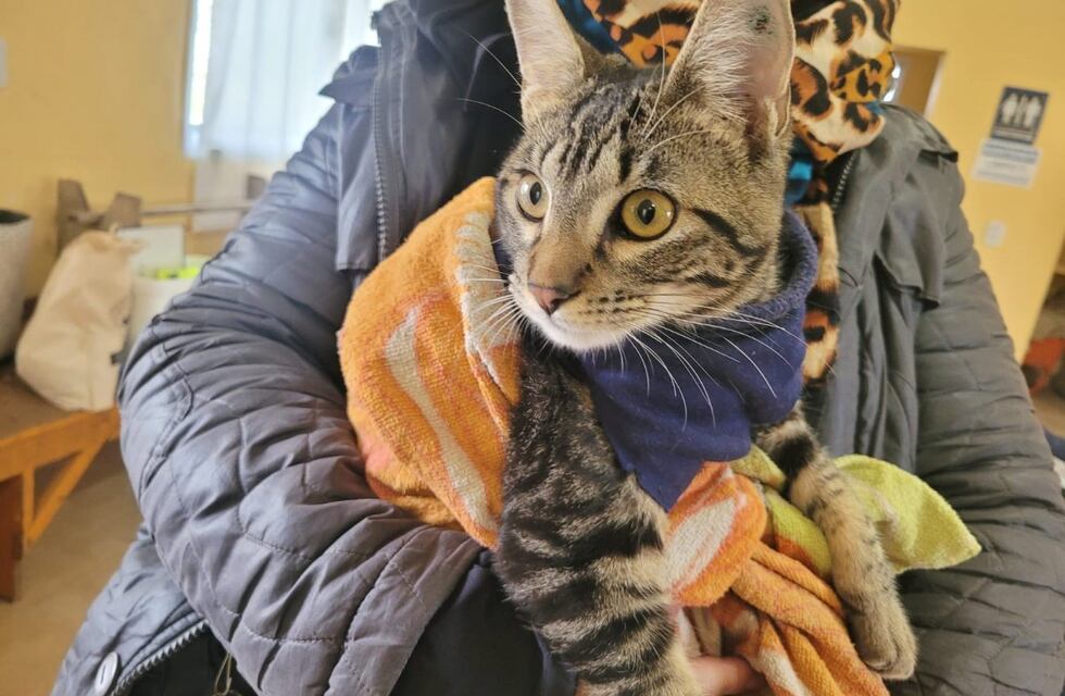 Castraciones: conocé el cronograma para esta semana