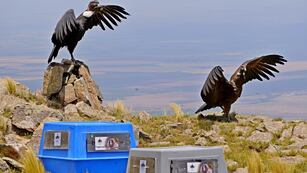 Una pareja de cóndores andinos, Yñaca y Hiernen, liberados en San Luis