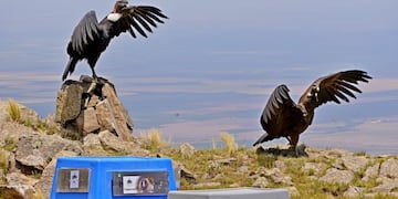 Una pareja de cóndores andinos, Yñaca y Hiernen, liberados en San Luis