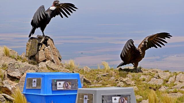 Una pareja de cóndores andinos, Yñaca y Hiernen, liberados en San Luis
