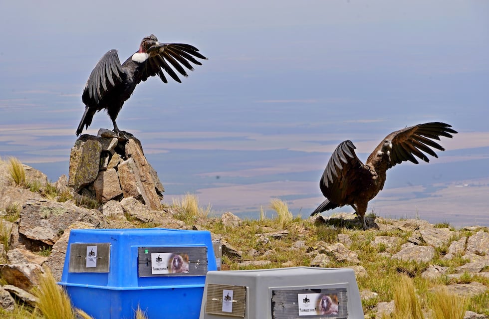Dos cóndores andinos fueron liberados en San Luis: mirá cómo esta pareja de aves magníficas emprendieron vuelo