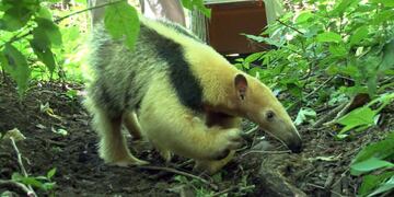 Liberaron a un oso melero que había sido atacado por perros en Burruyacú