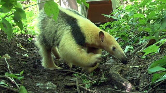 Liberaron a un oso melero que había sido atacado por perros en Burruyacú