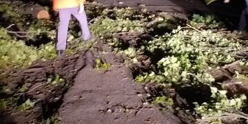 Árboles caídos en San Rafael por el Zonda.