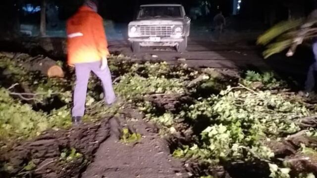 Árboles caídos en San Rafael por el Zonda.