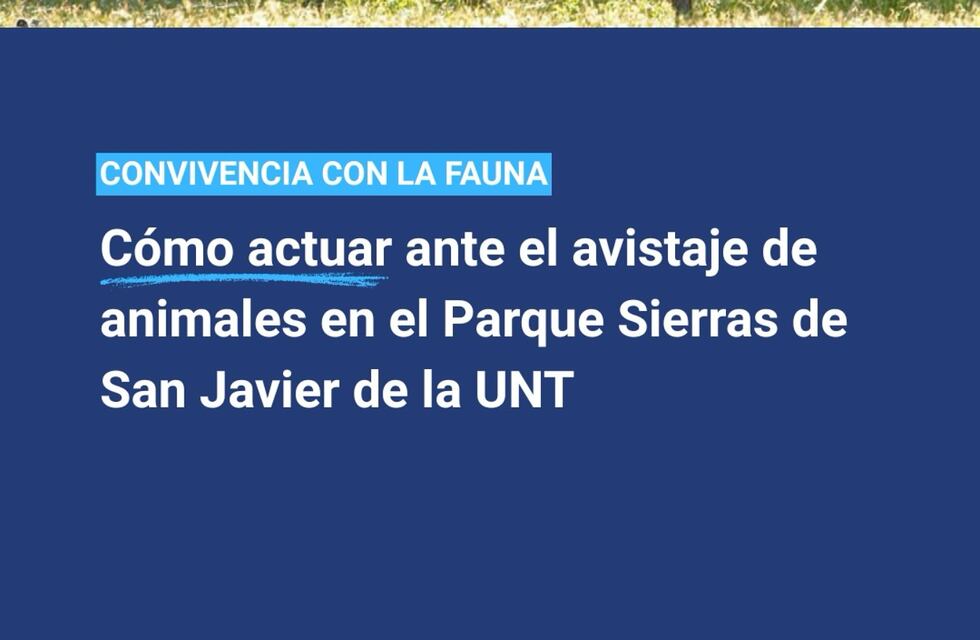 Avistaron una corzuela en el predio del Parque Sierra de San Javier