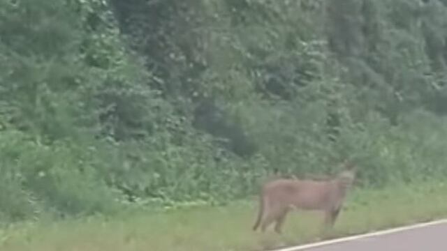 Visualizaron a un puma en inmediaciones al Parque Provincial Urugua-í en Misiones.