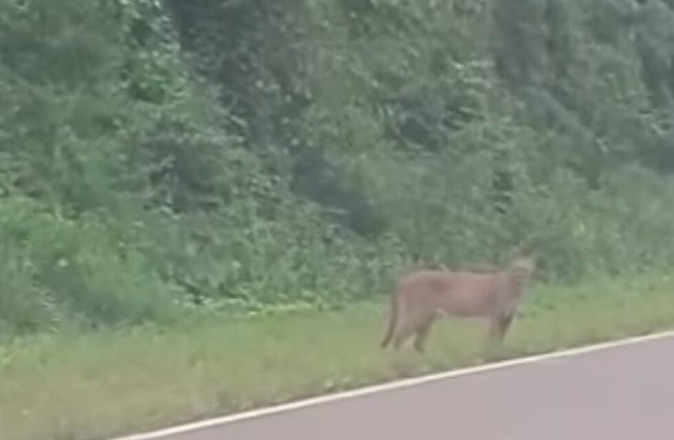 Visualizaron a un puma en inmediaciones al Parque Provincial Urugua-í en Misiones