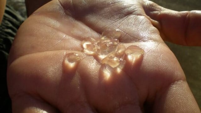 Invasión de tapiocas en la Costa Atlántica