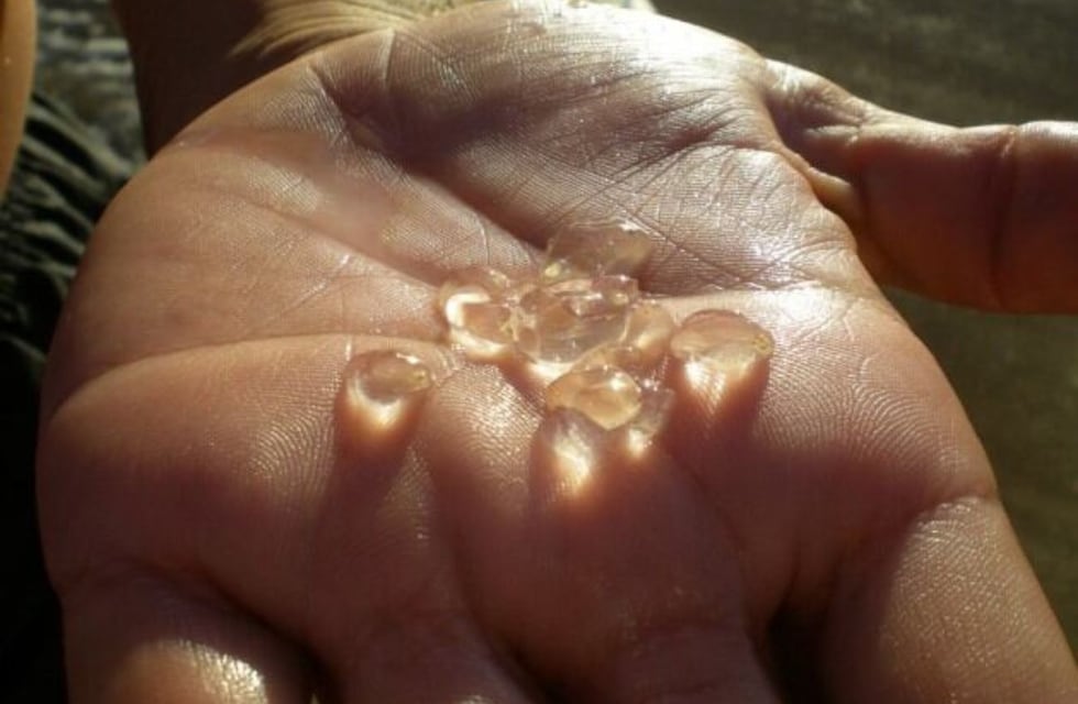 Qué hacer si te “pica” una tapioca: alerta por su presencia en la Costa Atlántica