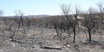 Incendios. Suelos quemados. Hay pautas para una correcta actuación que no le provoque daños aun mayores.