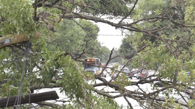 La caída de árboles produjo cortes en el tendido eléctrico.