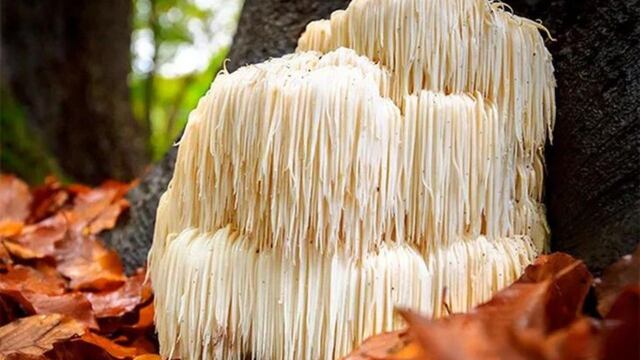 Qué es y cuáles son los beneficios de comer el hongo melena de león