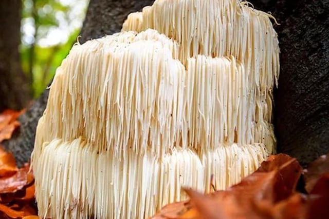 Qué es y cuáles son los beneficios de comer el hongo melena de león