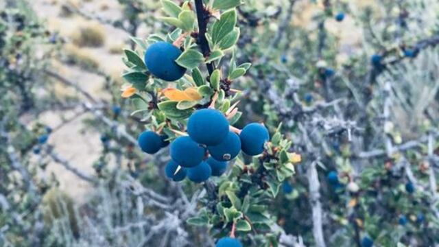 El Calafate es un arbusto típico de la zona sur de la Patagonia.