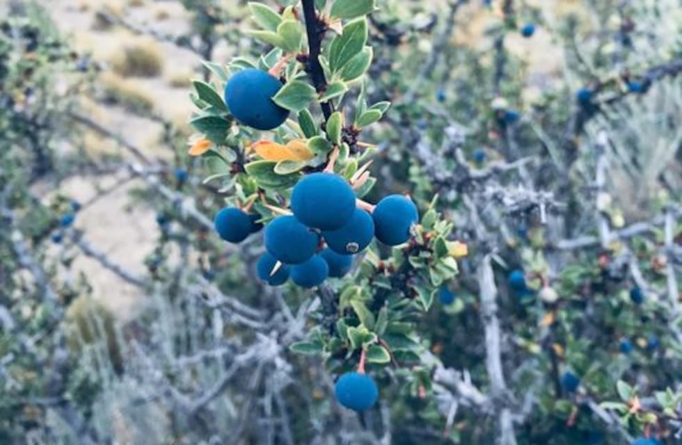 Leyenda: “el que come Calafate siempre vuelve por más”