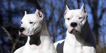Los perros dejaron con graves heridas a la mujer.