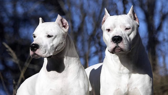 Investigan si una mujer murió atacada por dogos.