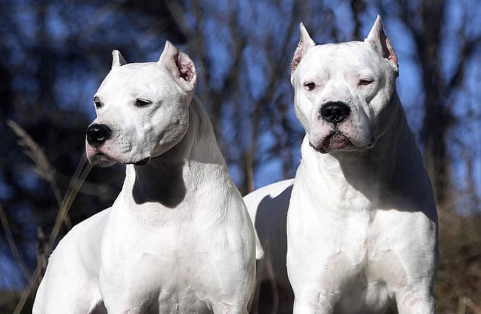Horror en Córdoba: investigan si una mujer murió atacada por dos perros