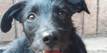 Los cachorros fueron dejados en un contenedor de basura.