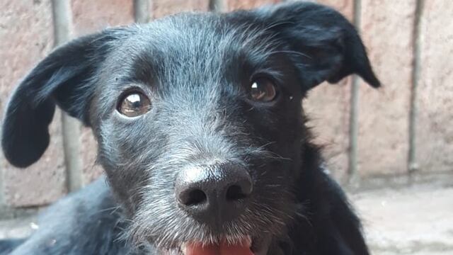 Los cachorros fueron dejados en un contenedor de basura.
