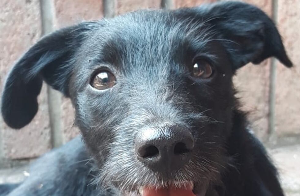 Córdoba: desalmados dejan perritos en un contenedor de basura