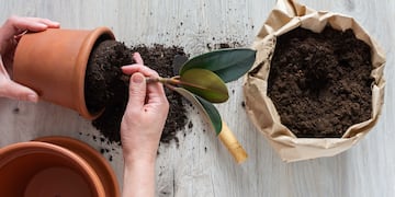 Aprovechá estas tardes templadas para pasar tus helechos y plantas de hoja a macetas de mayor tamaño. La tierra debe ser “para plantas de interior”: con mucho palito y materia orgánica.