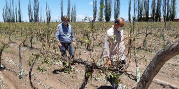 El Intendente de San Rafael jun to a un productor recorren una viña que fuera destrozada por la piedra de la tormenta de ayer. Gentileza Municipalidad de San Rafael