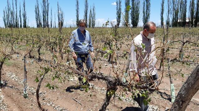 El Intendente de San Rafael jun to a un productor recorren una viña que fuera destrozada por la piedra de la tormenta de ayer. Gentileza Municipalidad de San Rafael