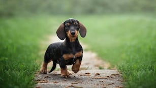 El perro había cambiado su comportamiento tras la llegada del bebé.
