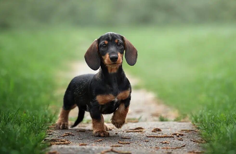 Horror: un perro salchicha mató a un bebé de un mes tras atacarlo en su cuna