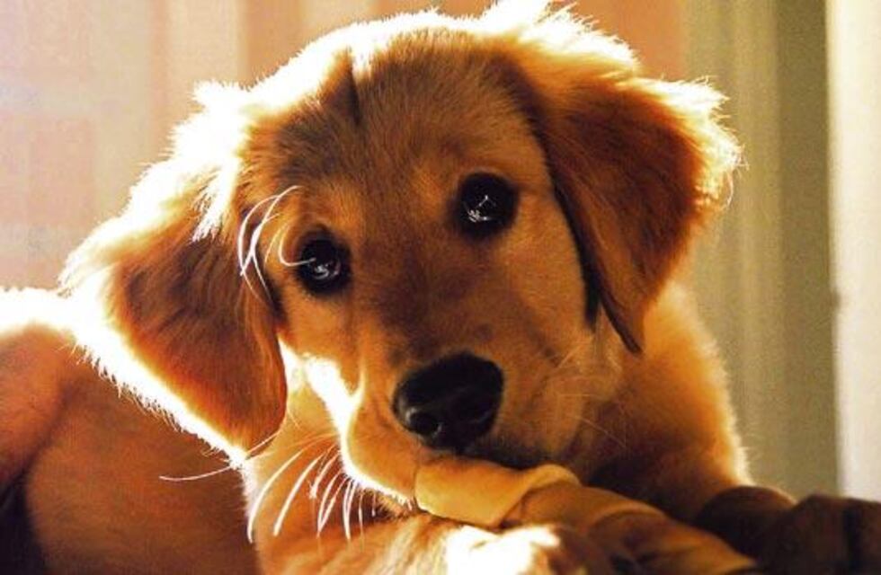 Un hombre asesinó de un tiro a un perro del barrio en San Justo