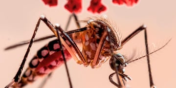 Dengue en Buenos Aires: 11 muertes y más de 7.600 casos.