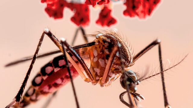 Alerta en Gualeguaychú por la proliferación del Dengue. (Foto ilustrativa. Web).