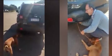 Salto Encantado: escrachan a maltratador de perros.