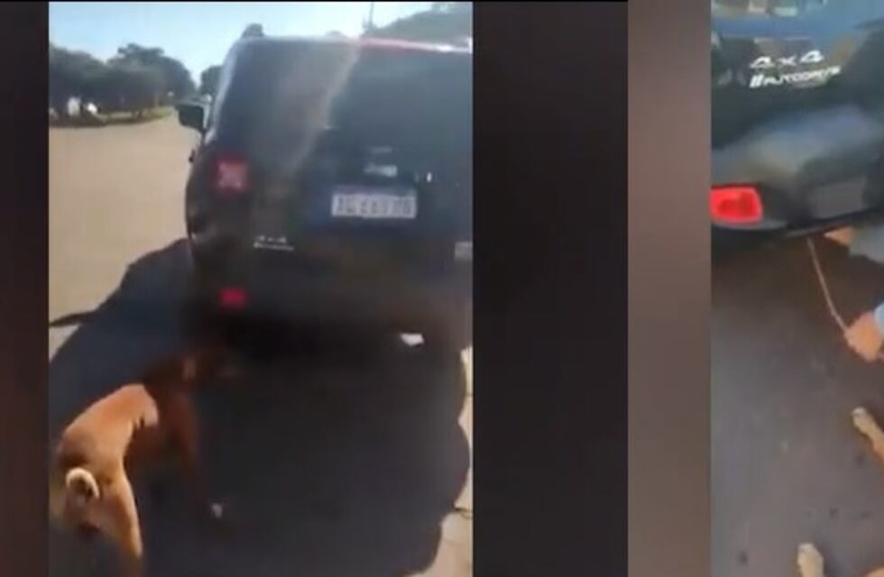 Salto Encantado: escrachan a maltratador de perros