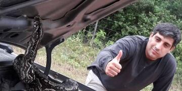 Mario Mimessi se encontró el enorme animal al revisar la parte delantera de su vehículo.