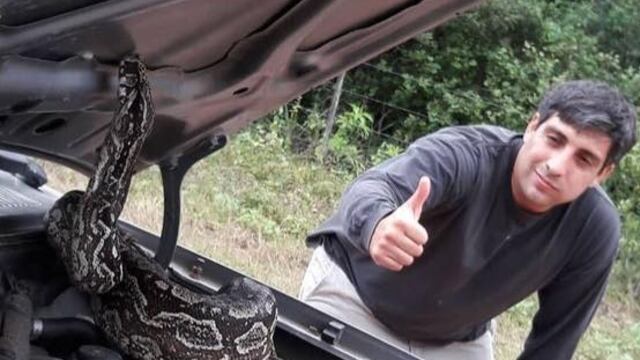 Mario Mimessi se encontró el enorme animal al revisar la parte delantera de su vehículo.