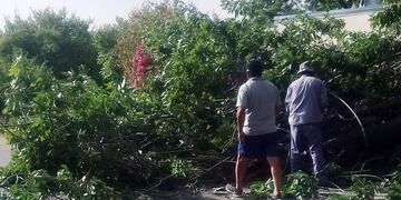 El viento provocó la caída de árboles, daños en el tendido eléctrico e incendios en San Rafael.