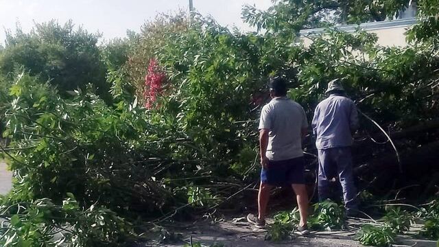 El viento provocó la caída de árboles, daños en el tendido eléctrico e incendios en San Rafael.