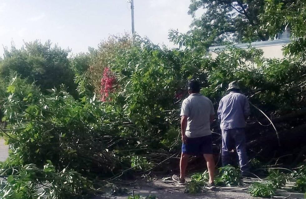 El viento dejó a su paso árboles caídos, incendios y rotura de techos en San Rafael