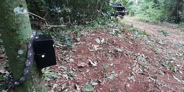 Instalan nuevas cámaras trampa en el Parque Nacional Iguazú.