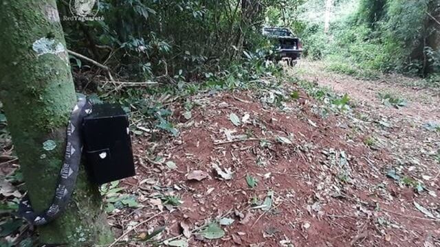 Instalan nuevas cámaras trampa en el Parque Nacional Iguazú.